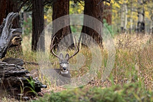 Mule deer in aspen