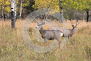 Mule deer in aspen