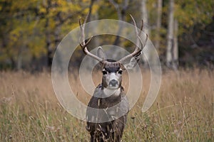 Mule deer in aspen photo