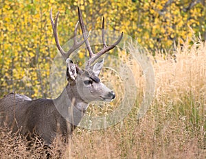 Mule deer in aspen