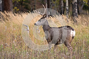 Mule deer in aspen