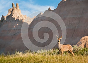 Mule Deer with Badlands Background