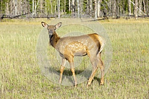 Mule deer banff national park west canada british columbia