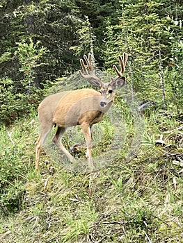 Mule deer at Banffnationalpark, Alberta, Canada, (took this picture while driving in banff)