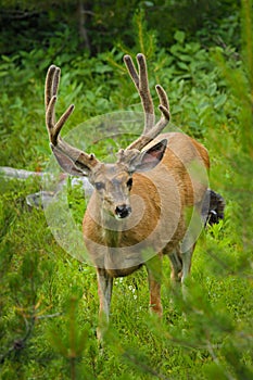 Mule Deer buck