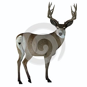 Mule Deer Buck