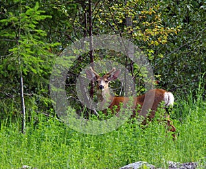 Mule Deer Buck