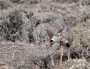 Mule deer buck