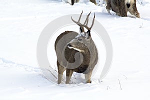 Mule Deer Buck on alert!