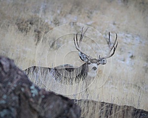 Mule Deer Buck