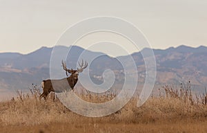 Mule Deer Buck in Autumn in Colorado