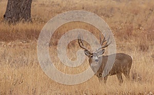 Mule Deer Buck in Autumn in Colorado