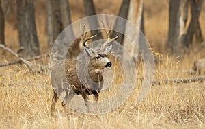 Mule Deer Buck in the Autumn Rut