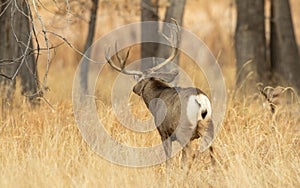 Mule Deer Buck During the Autumn Rut