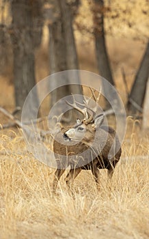 Mule Deer Buck During the Autumn Rut