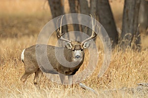 Mule Deer Buck in the Autumn Rut