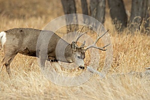 Mule Deer Buck in the Autumn Rut