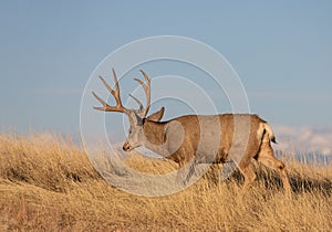 Mule Deer Buck in the Autumn Rut