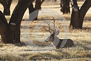 Mule Deer Buck in Autumn in Utah