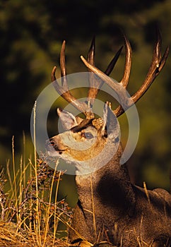 Mule Deer Buck Bedded