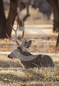 Mule Deer Buck Bedded in Autumn