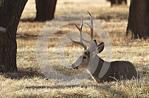 Mule Deer Buck Bedded in Autumn in Utah