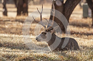 Mule Deer Buck Bedded in Autumn in Utah