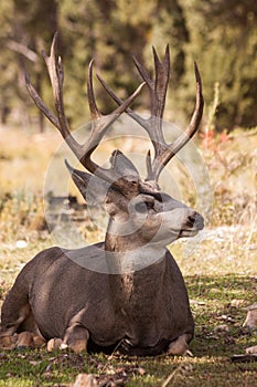 Mule Deer Buck Bedded