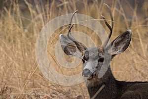 Mule Deer Buck Bedded Close up