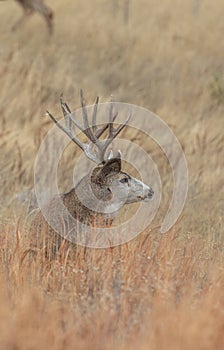 Mule Deer Buck Bedded in Fall