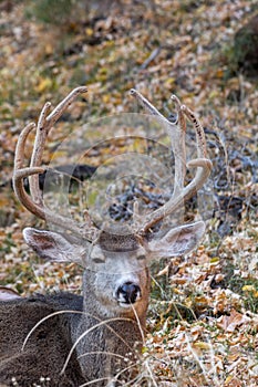 Mule Deer Buck Bedded