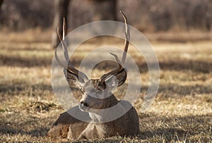 Mule Deer Buck Bedded in Utah in Autumn
