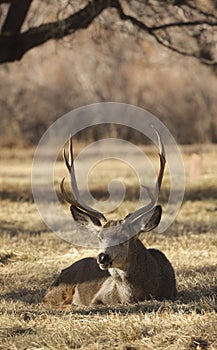 Mule Deer Buck Bedded in Utah