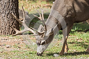 Mule Deer Buck