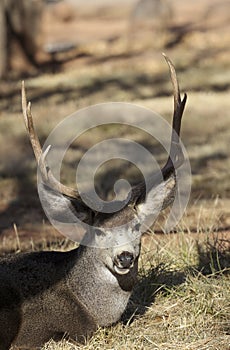 Mule Deer Buck in Capitol Reef National Park Utah in Autumn
