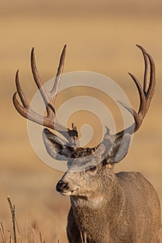 Mule Deer Buck Close Up Portrait