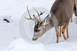 Mule Deer buck closeup in winter snow