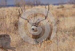 Mule Deer Buck in Colorado in the Fall Rut