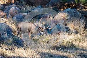 Mule Deer Buck