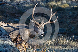 Mule Deer Buck