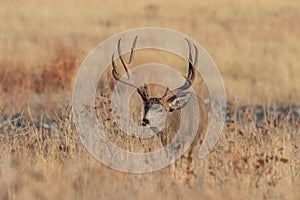 Mule Deer Buck in Colorado in the Rut