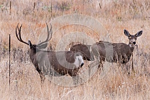 Mule Deer Buck Courting Two Does. Wild Deer on the High Plains o