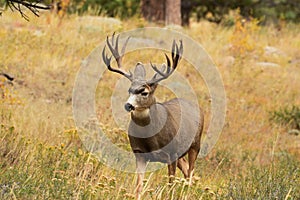 Mule Deer Buck Deer standing in tall grass during hunting season