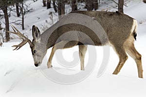 Mule Deer Buck Digging Through Snow