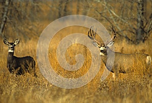 Mule Deer Buck and Doe