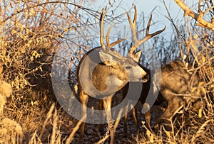 Mule Deer Buck and Doe in Colorado in the Fall Rut