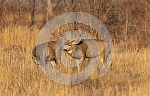 Mule Deer Buck and Doe in Colorado in the Fall Rut