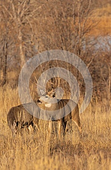 Mule Deer Buck and Doe in Colorado in the Rut in Autumn