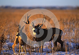 Mule Deer Buck and doe in CRP Grass