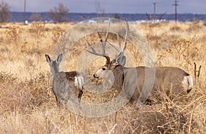 Mule Deer Buck and Doe in the Fall Rut